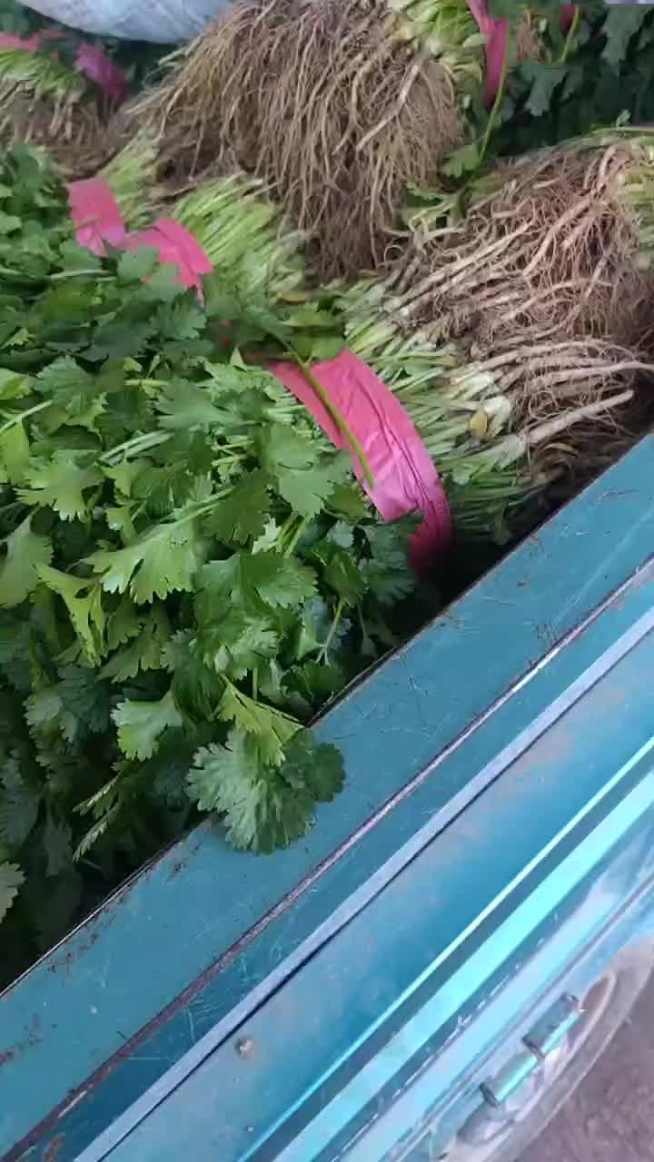 蔬菜基地,大叶香菜,跟粗,颜色正,规格齐全,欢迎选购 蔬菜基地,大叶香菜,跟粗,颜色正,规格齐全,欢迎选购