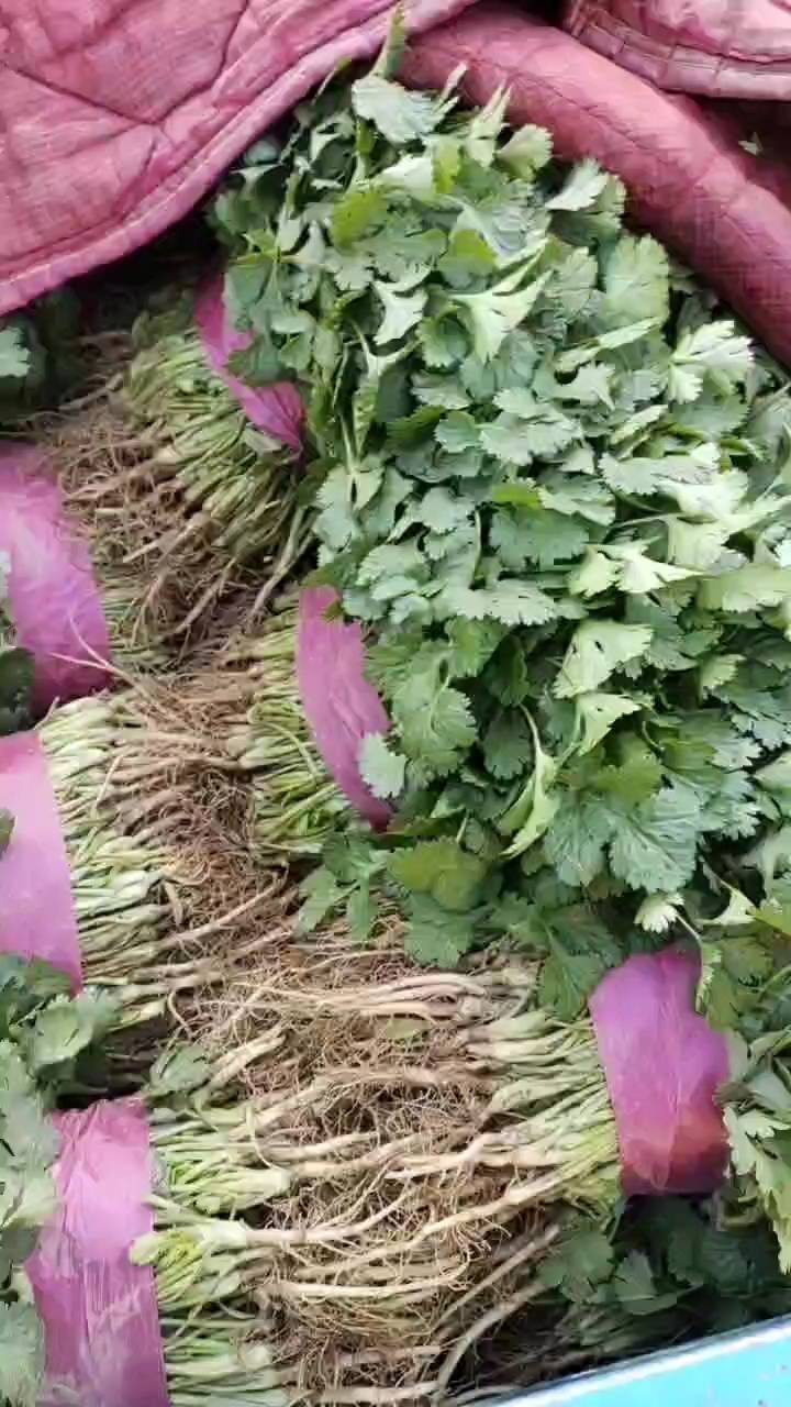 蔬菜基地,大叶香菜,跟粗,颜色正,规格齐全,欢迎选购 蔬菜基地,大叶香菜,跟粗,颜色正,规格齐全,欢迎选购