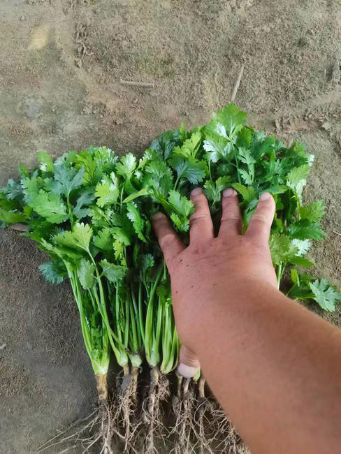 蔬菜基地,大叶香菜,跟粗,颜色正,规格齐全,欢迎选购 蔬菜基地,大叶香菜,跟粗,颜色正,规格齐全,欢迎选购