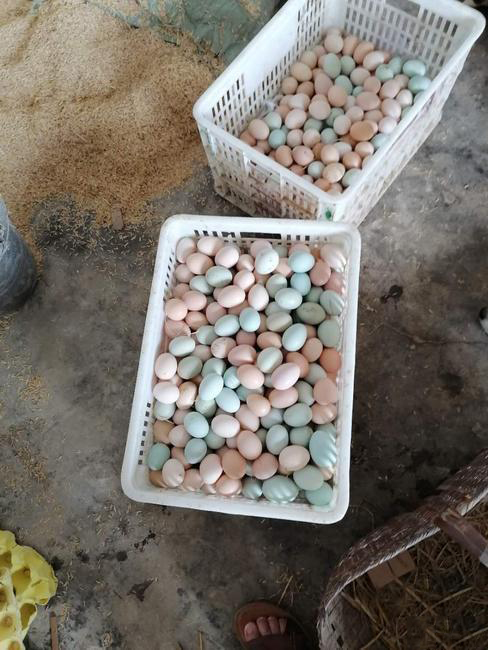 初生蛋开窝蛋京山土鸡蛋直发小鸡蛋林地生态散养土鸡蛋420枚装