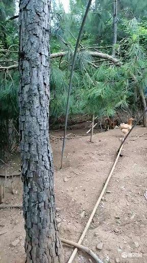 初生蛋开窝蛋京山土鸡蛋直发小鸡蛋林地生态散养土鸡蛋420枚装 初生蛋开窝蛋京山土鸡蛋直发小鸡蛋林地生态散养土鸡蛋420枚装