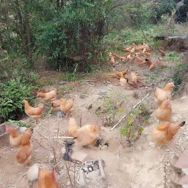 土鸡蛋炒蒸煮金黄 蛋黄饱满新鲜养殖场直供现捡现发! 土鸡蛋炒蒸煮金黄 蛋黄饱满新鲜养殖场直供现捡现发!