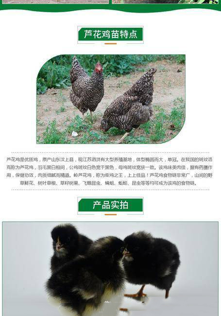 芦花鸡下绿壳蛋鸡苗,成活率高抗病抗寒力强 厂家直销全国包邮 芦花鸡下绿壳蛋鸡苗,成活率高抗病抗寒力强 厂家直销全国包邮
