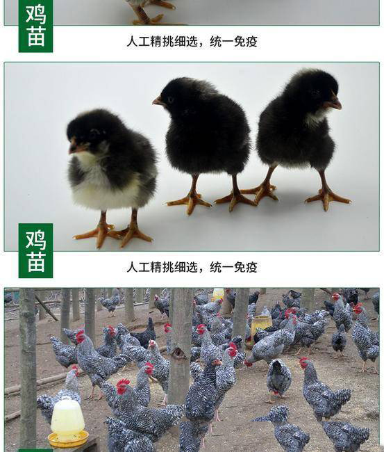 芦花鸡下绿壳蛋鸡苗,成活率高抗病抗寒力强 厂家直销全国包邮 芦花鸡下绿壳蛋鸡苗,成活率高抗病抗寒力强 厂家直销全国包邮