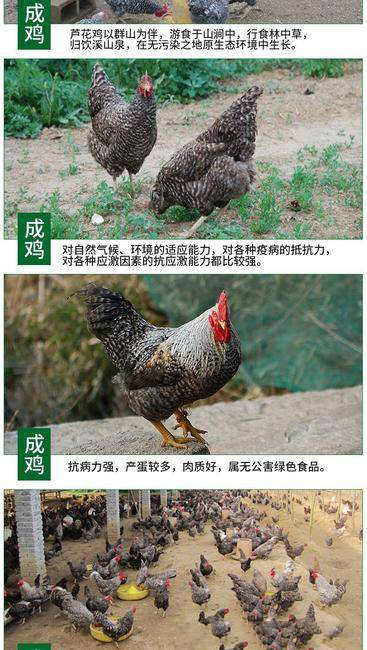 芦花鸡下绿壳蛋鸡苗,成活率高抗病抗寒力强 厂家直销全国包邮 芦花鸡下绿壳蛋鸡苗,成活率高抗病抗寒力强 厂家直销全国包邮