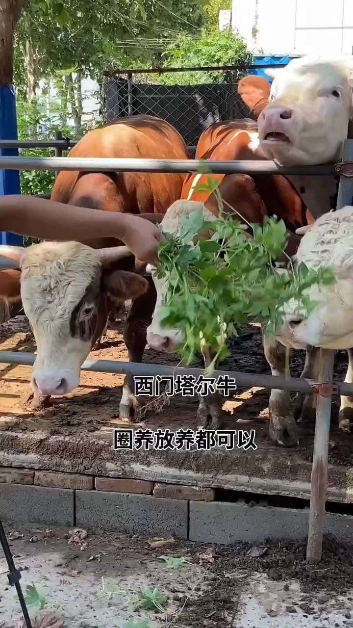 西门塔尔牛犊 买头十送三头 补贴2000/头 全国包送 西门塔尔牛犊 买头十送三头 补贴2000/头 全国包送