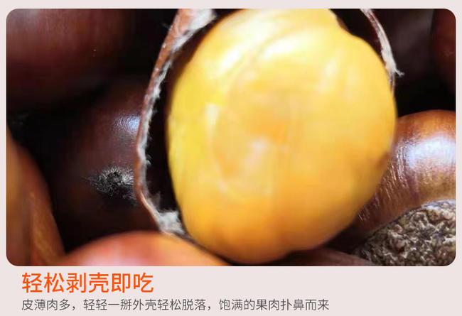 【炒货商用】迁西3113板栗 产地直发 规格齐全软糯香甜 【炒货商用】迁西3113板栗 产地直发 规格齐全软糯香甜