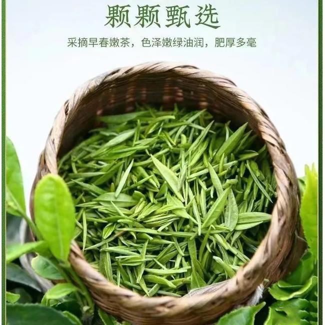 毛尖茶 新茶嫩芽信阳毛尖头采碎茶断芽茶叶浓香口粮茶