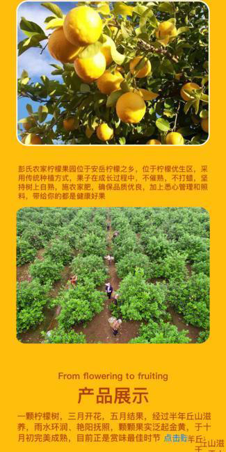 【活动】安岳优力克柠檬 皮薄多汁 产地直发 新鲜清香欢迎订购 【活动】安岳优力克柠檬 皮薄多汁 产地直发 新鲜清香欢迎订购