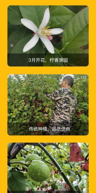 【活动】安岳优力克柠檬 皮薄多汁 产地直发 新鲜清香欢迎订购 【活动】安岳优力克柠檬 皮薄多汁 产地直发 新鲜清香欢迎订购