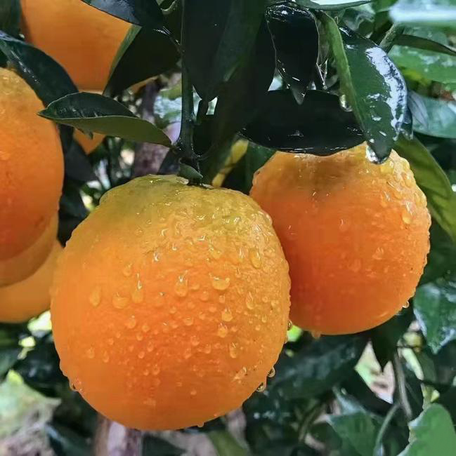 九月红果冻橙. 脐橙.长虹纽荷尔产地直销，果园看货以质论价！