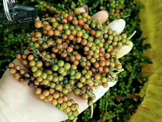 白胡椒粉 纯海南胡椒打粉 批量订货价 不掺越南椒