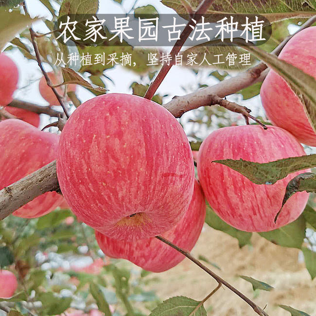烟台栖霞红富士苹果新鲜产地直发 烟台栖霞红富士苹果新鲜产地直发