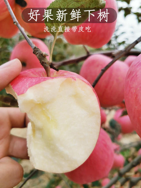 烟台栖霞红富士苹果新鲜产地直发 烟台栖霞红富士苹果新鲜产地直发