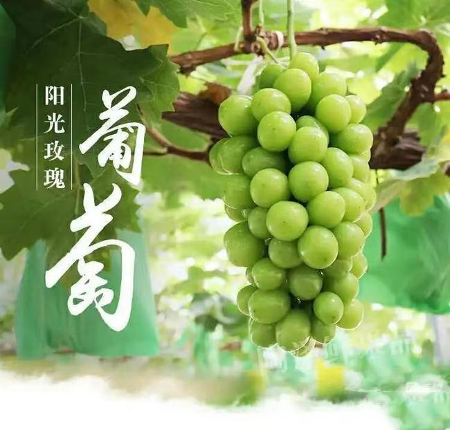 常州阳光玫瑰 晴王 精品礼盒 团购 送礼 常州阳光玫瑰 晴王 精品礼盒 团购 送礼