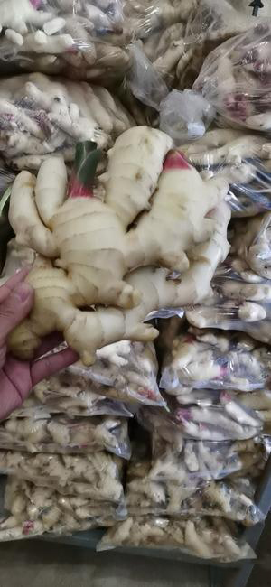 生姜,大黄姜小黄姜产地欢迎你 生姜,大黄姜小黄姜产地欢迎你